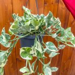  Scindapsus zlatý (Epipremnum aureum) ´Njoy´ - výška 50-60 cm, kont. C2L - ZÁVESNÝ KVETINÁČ 